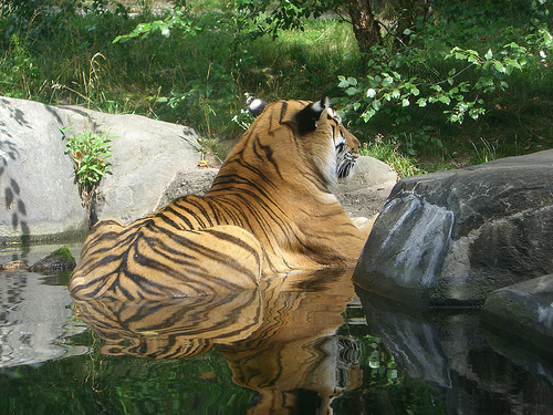 zoo du bronx new york