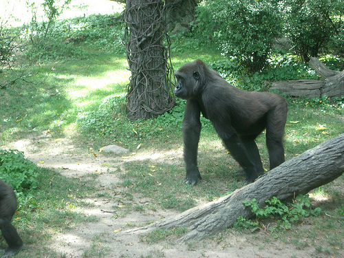 zoo du bronx