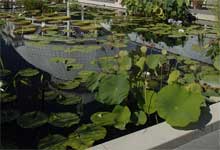 New York Botanical Garden