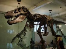musee d'histoire naturelle new york